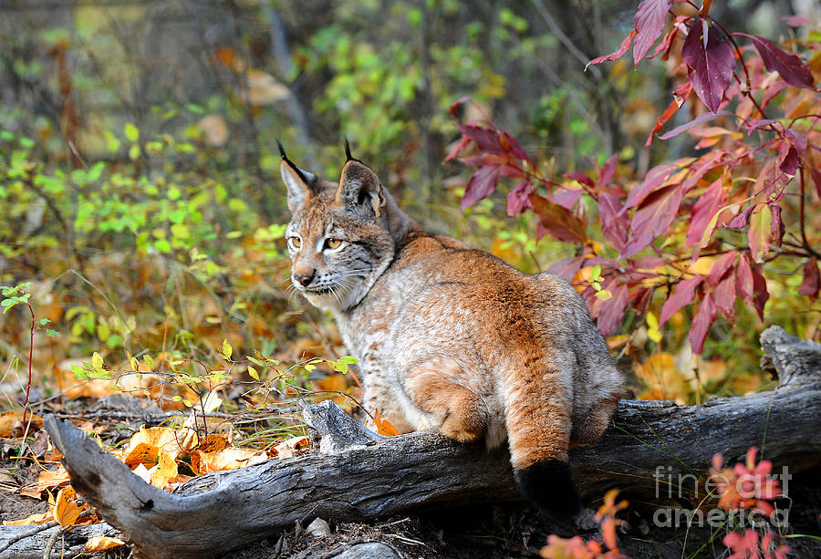 Siberian Lynx Photograph by Dennis Hammer