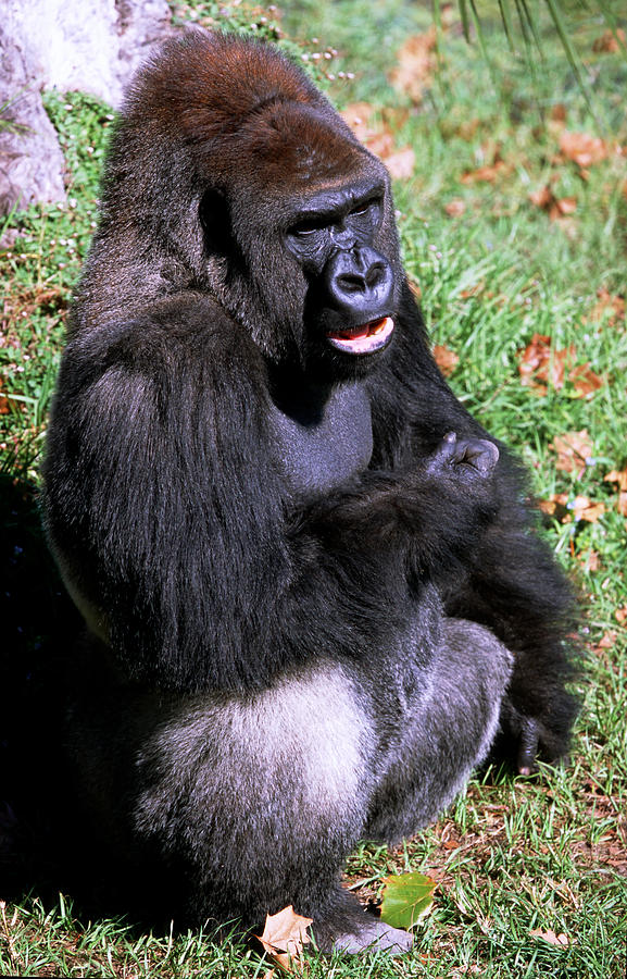 Silverback Western Lowland Gorilla #9 Photograph by Millard H. Sharp