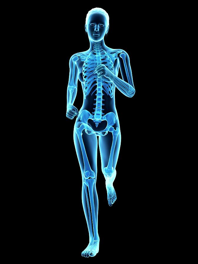Skeletal System Of A Runner #9 Photograph by Sebastian Kaulitzki