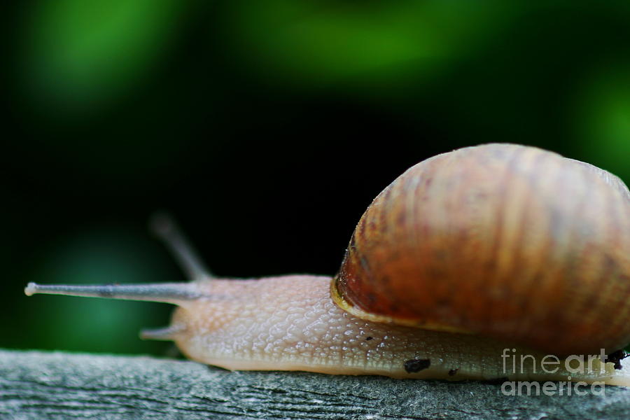 Snail #9 Photograph by Henrik Lehnerer