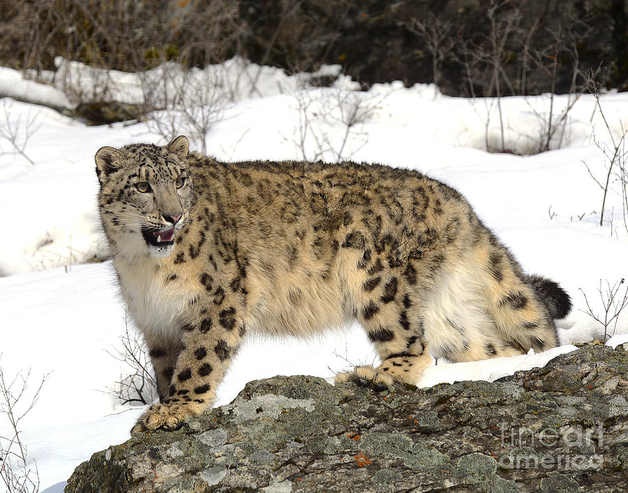 Nature Photograph - Snow Leopard by Dennis Hammer