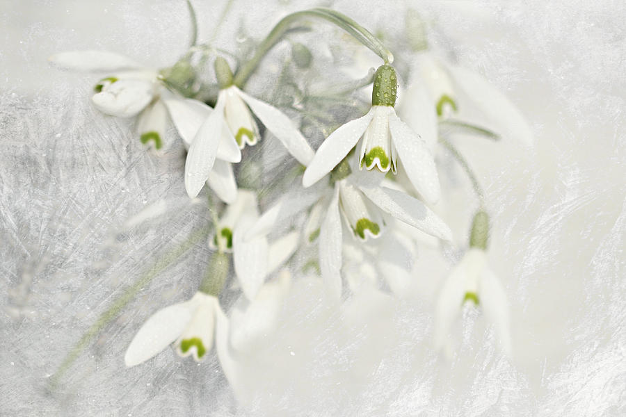 Still Life Mixed Media - Snowdrops #9 by Heike Hultsch
