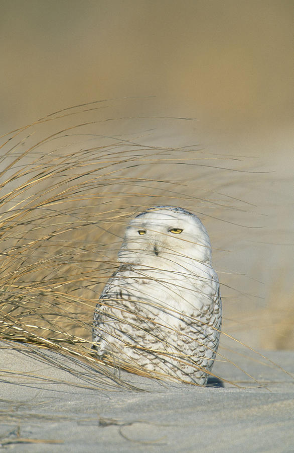 Snowy Owl #9 Photograph by Paul J. Fusco