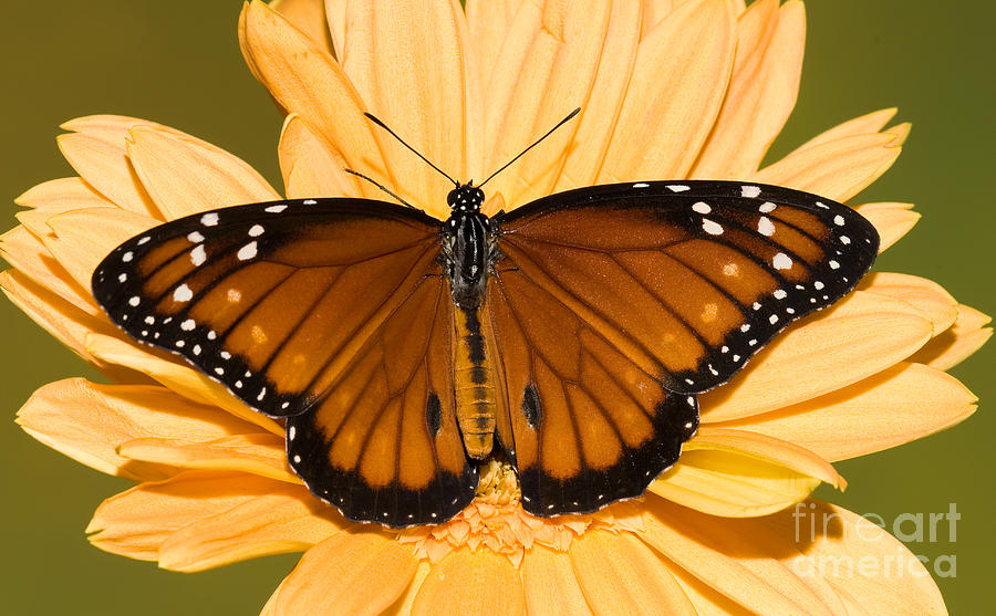 Soldier Butterfly Danaus Eresimus #9 Photograph by Millard H. Sharp
