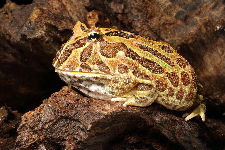 Frog Photograph - South American Horned Frog #9 by David Kenny