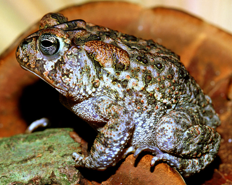 Southern Toad Bufo Terrestris #9 Photograph by Millard H. Sharp - Fine ...