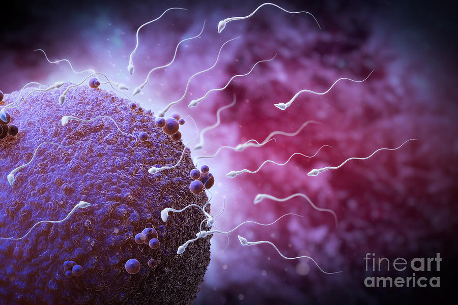 Sperm And Ovum #9 Photograph by Science Picture Co