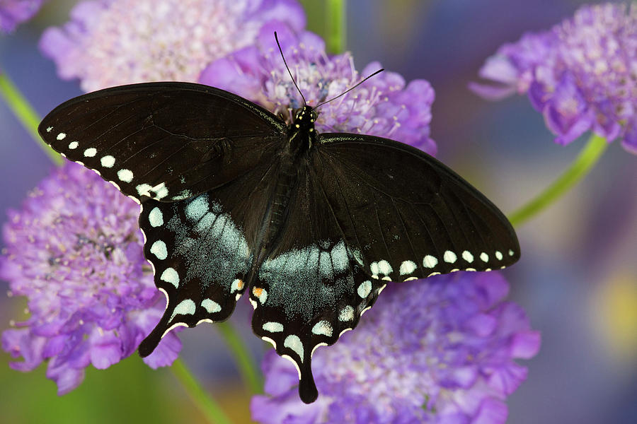 Butterfly Photograph - Spicebush Swallowtail Butterfly #9 by Darrell Gulin