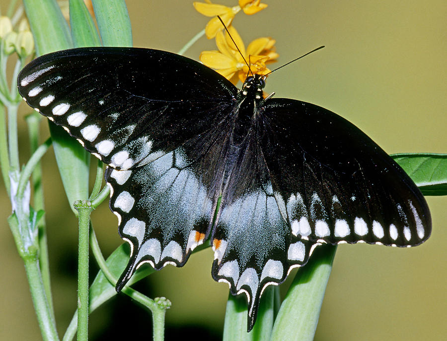 Spicebush Swallowtail Butterfly #9 Photograph by Millard H. Sharp