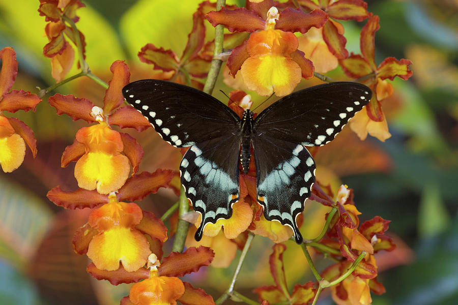 Butterfly Photograph - Spicebush Swallowtail, Papilio Troilus #9 by Darrell Gulin
