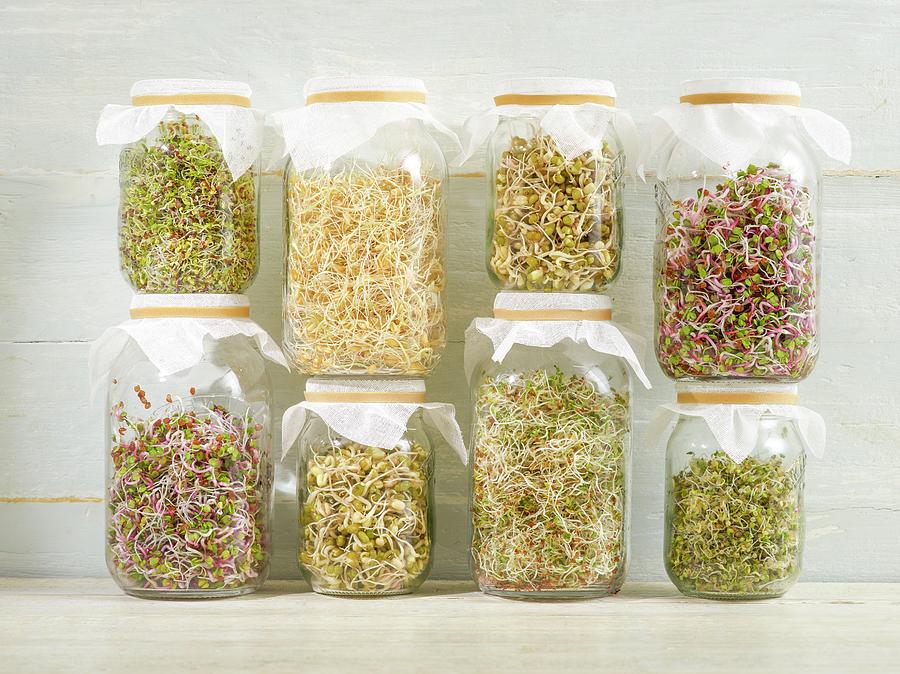 Sprouting Beans In Jars #9 Photograph by Science Photo Library