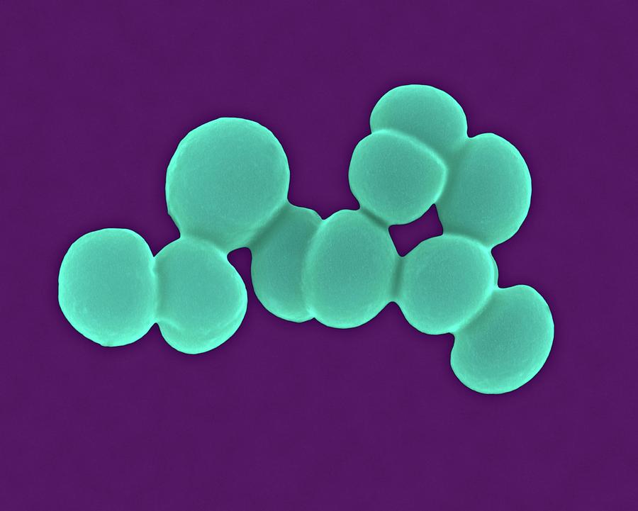 Staphylococcus Aureus Photograph By Dennis Kunkel Microscopy Science