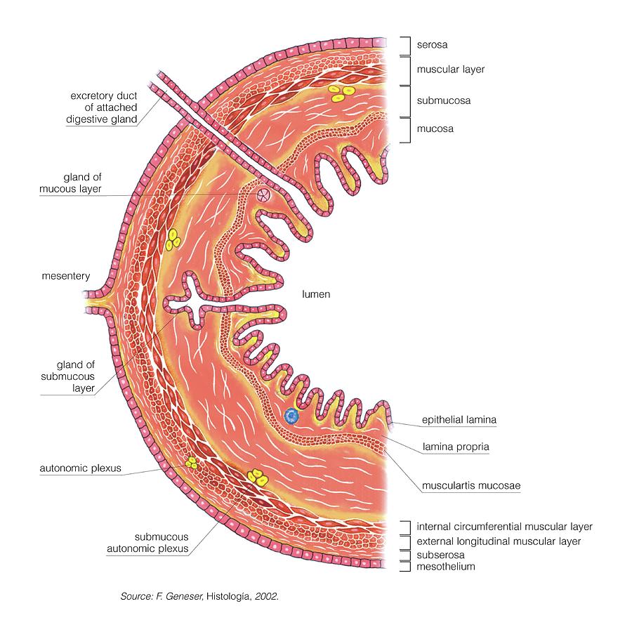 Structure Of Intestinal Tract Photograph By Asklepios Medical Atlas Pixels 0308