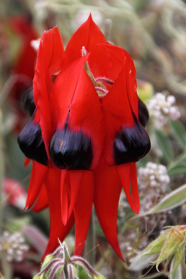 Flower Photograph - Sturts Desert Pea Outback South Australia #9 by Carole-Anne Fooks