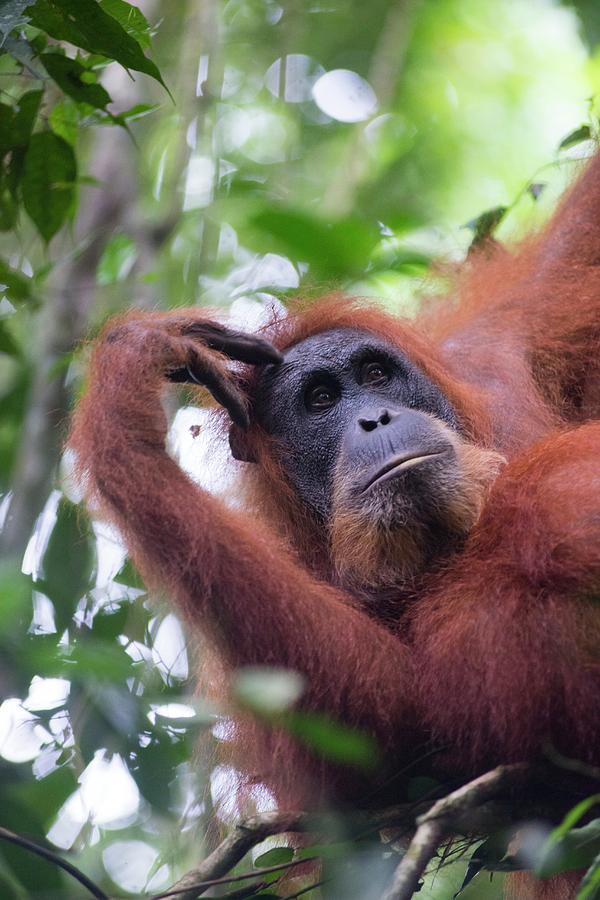 Wildlife Photograph - Sumatran Orangutan #9 by Scubazoo