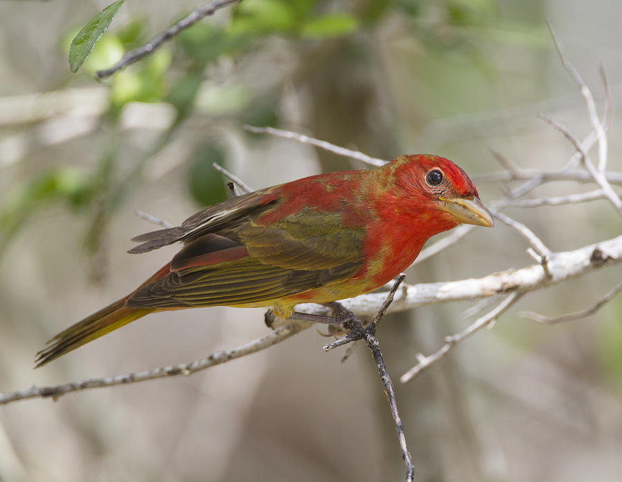 Summer Tanager Photograph by Doug Lloyd - Fine Art America