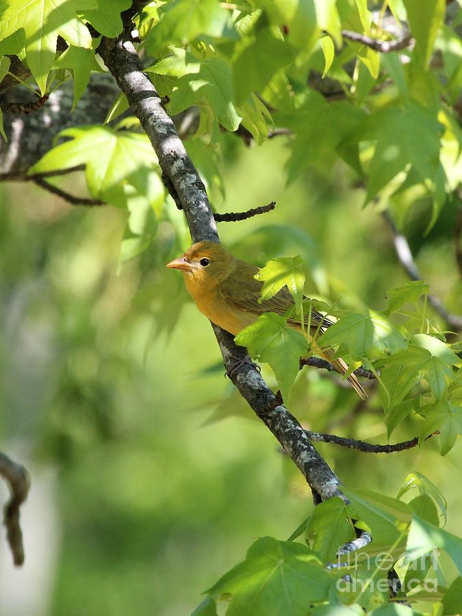 Summer Tanager #9 Photograph by Jack R Brock
