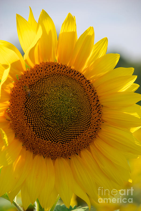Sunflower #9 Photograph by Mark Dodd