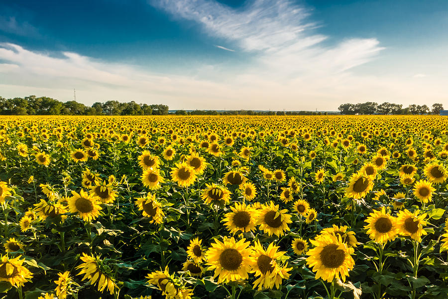Blue Skies, Clouds, and Sunflowers Photograph by Melinda Ledsome