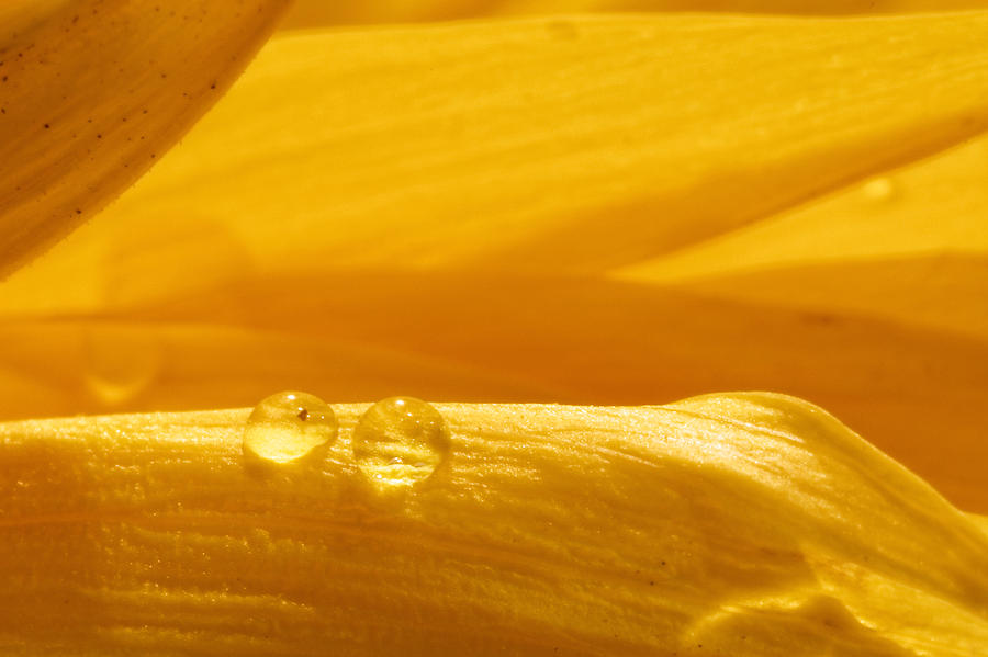 Sunflower #9 Photograph by Peter Lakomy