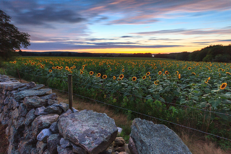 Sunflower Sunset #9 Photograph by Bryan Bzdula