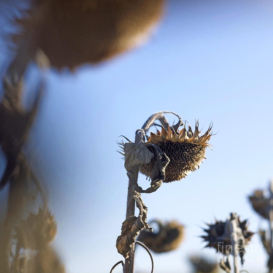 Sunflower Photograph - Sunflowers #9 by Bernard Jaubert