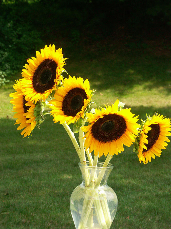 Sunflowers #9 Photograph by Bonnie Sue Rauch