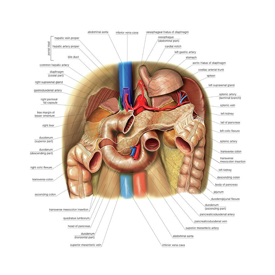 Pancreas Photograph - The Pancreas #9 by Asklepios Medical Atlas