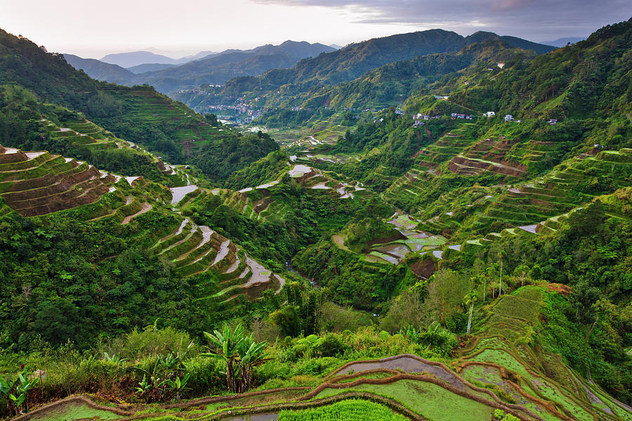 Sunset Photograph - The Rice Terraces Of The Philippine #9 by Keren Su