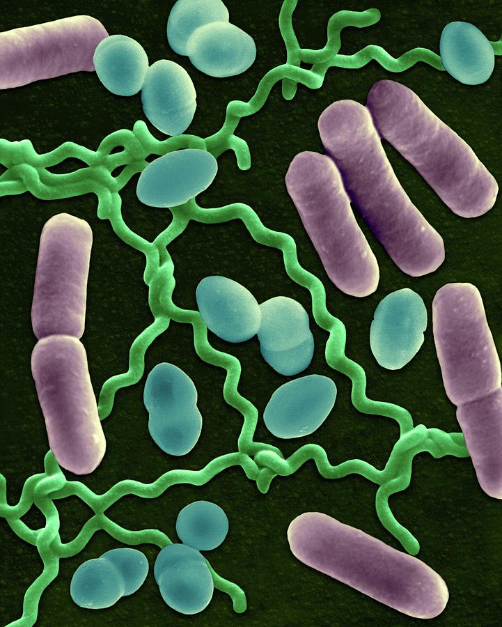 Three Common Types Of Bacterial Morphology Photograph By Dennis Kunkel 