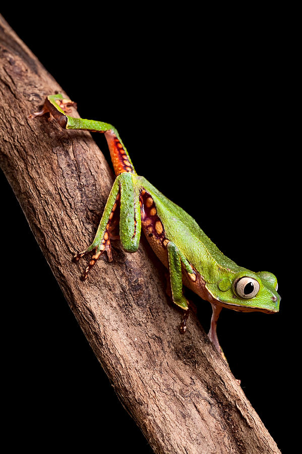 Jungle Photograph - Tree Frog #9 by Dirk Ercken