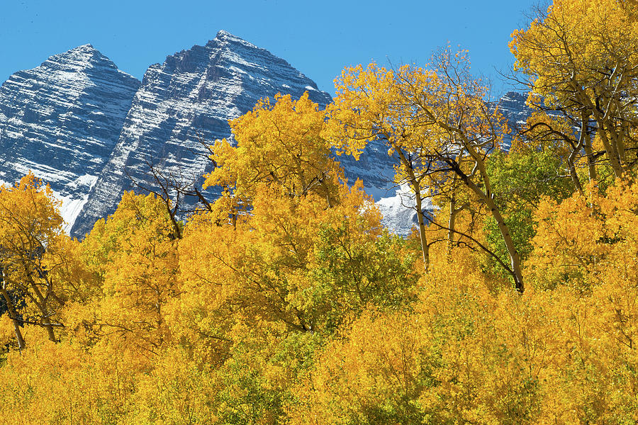 Trees With Mountain Range Photograph by Panoramic Images - Fine Art America