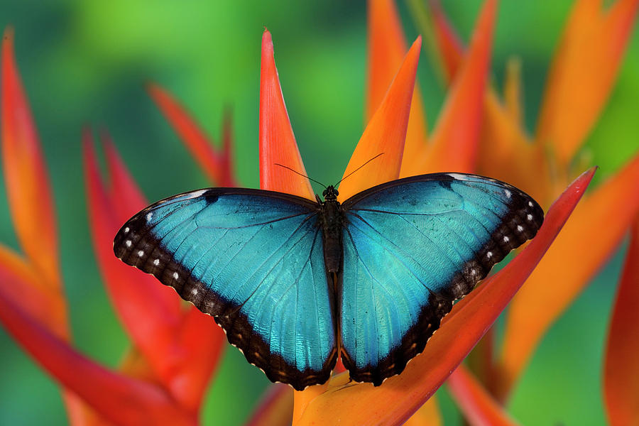 Tropical Butterfly The Blue Morpho Photograph by Darrell Gulin | Fine ...