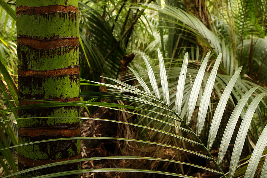 Tropical forest #9 Photograph by Les Cunliffe