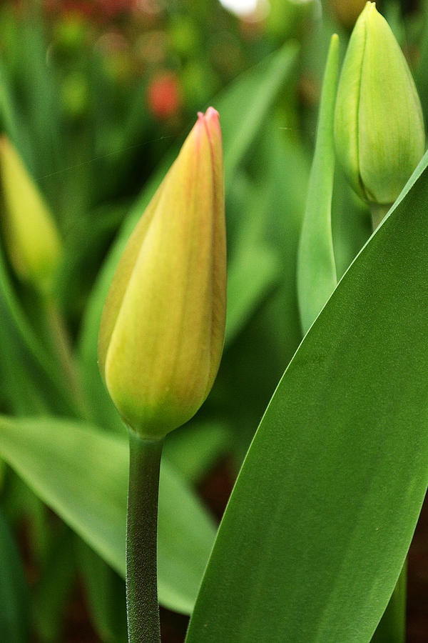 Tulip #9 Photograph by Ti Oakva