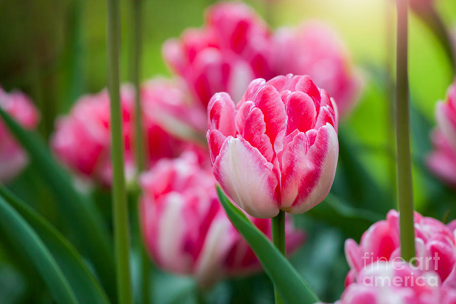 Tulips Photograph