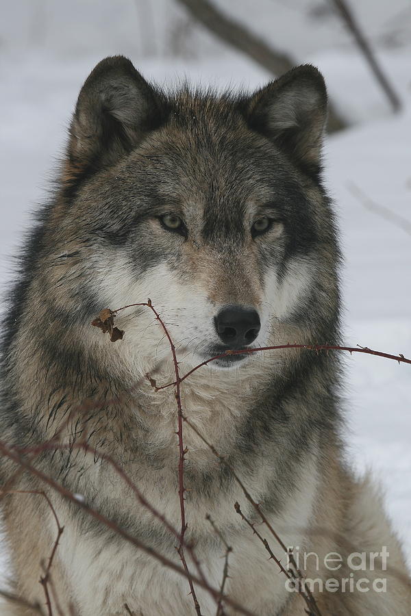 Wolves Photograph - Tundra Wolf #4 by Ken Keener