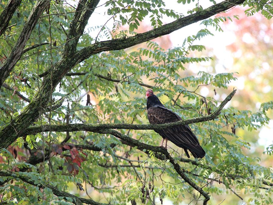 Turkey Vulture #9 Photograph by Jack R Brock