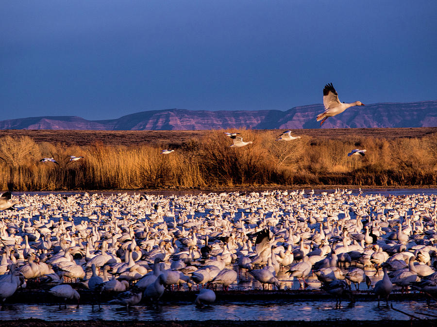 USA, New Mexico, Bosque Del Apache Photograph by Terry Eggers Fine