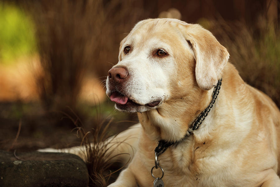 USA, Oregon, Keizer, Labrador Retriever Photograph by Rick A Brown ...