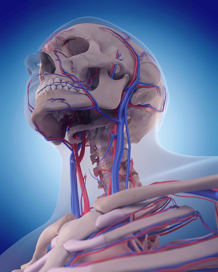 Vascular System Of Head #9 Photograph by Sebastian Kaulitzki/science Photo Library
