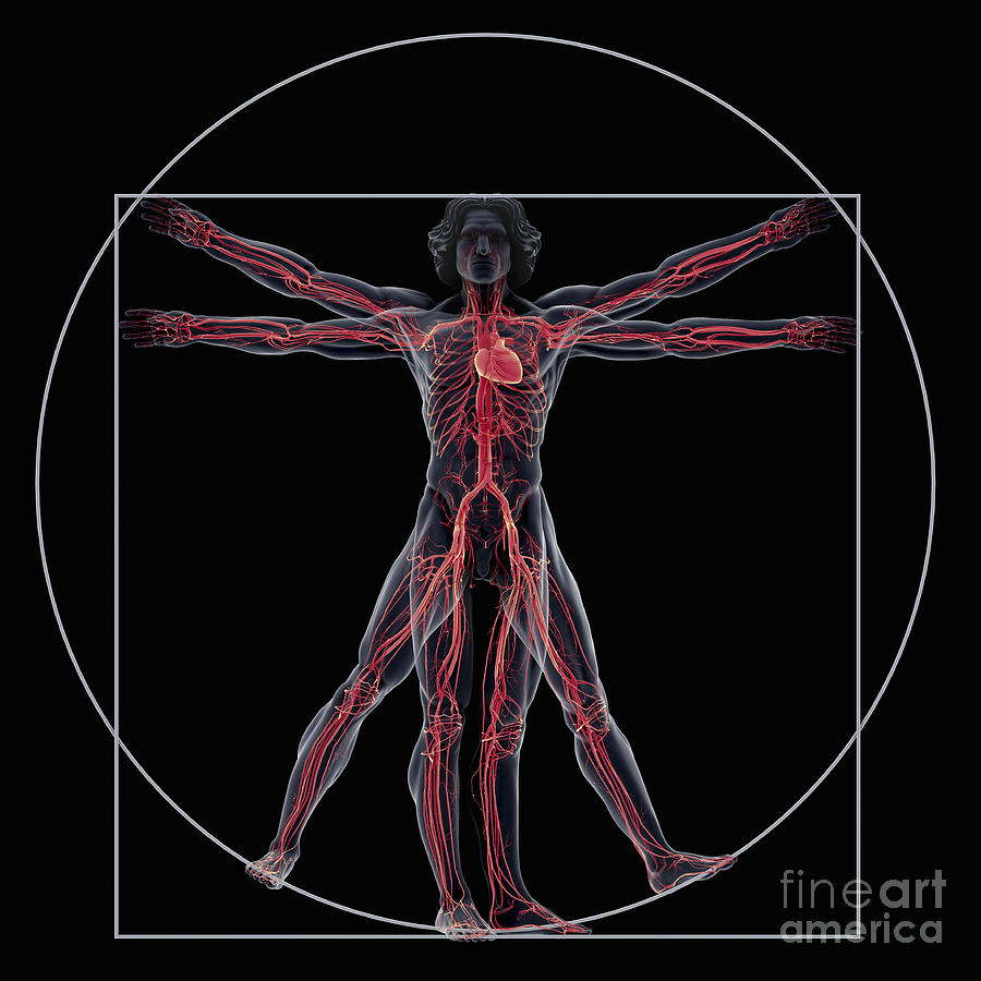 Vitruvian Man #9 Photograph by Science Picture Co