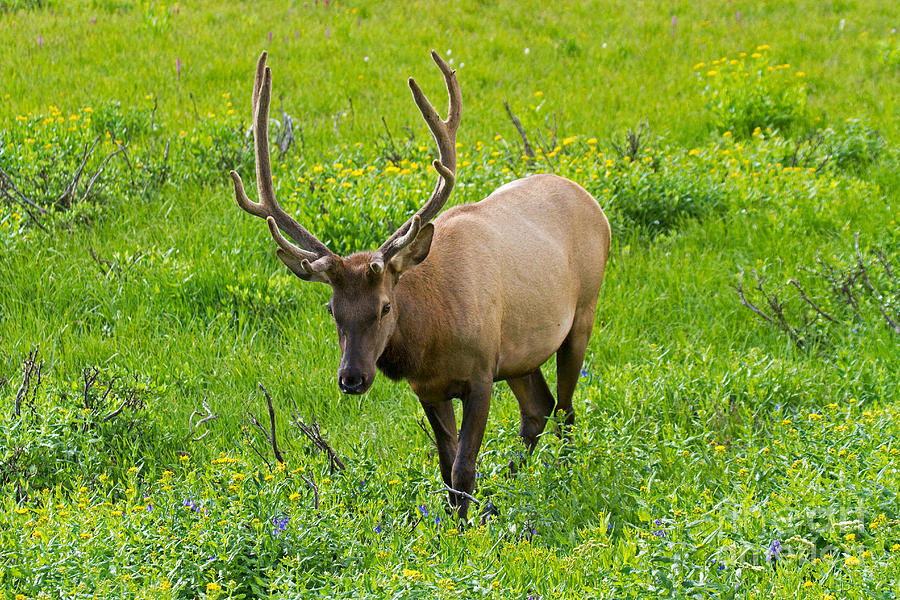 Wapiti Elk  in Rocky Mountain National Park #9 Photograph by Fred Stearns