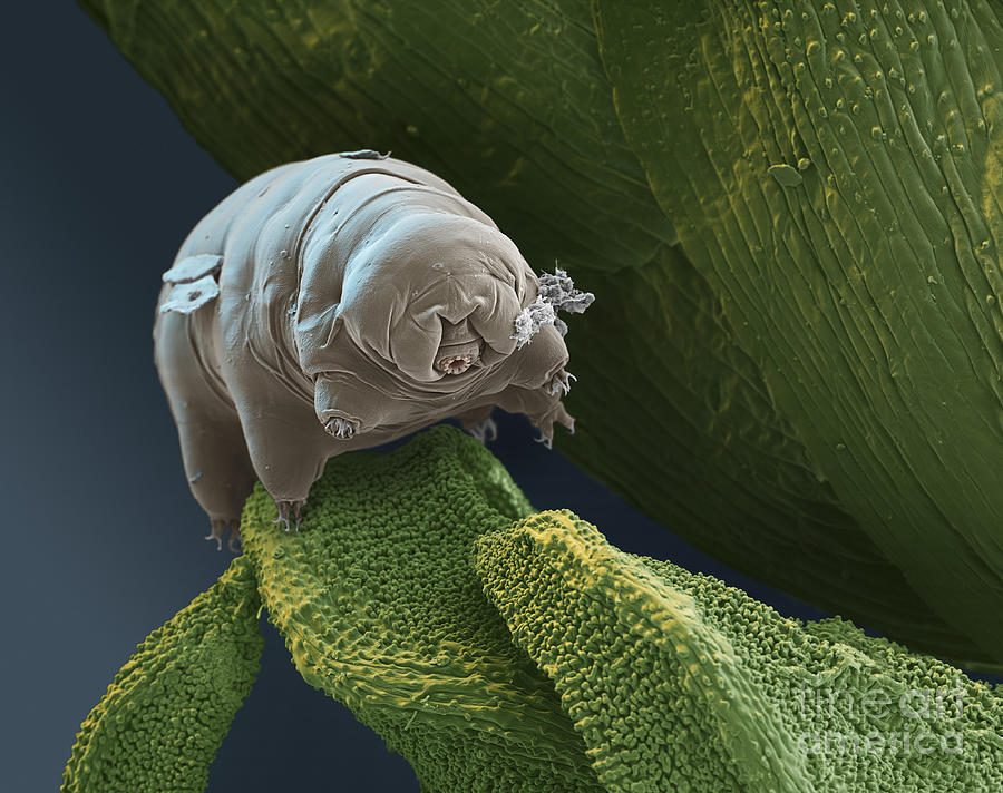Animal Photograph - Water Bear #9 by Eye of Science and Science Source