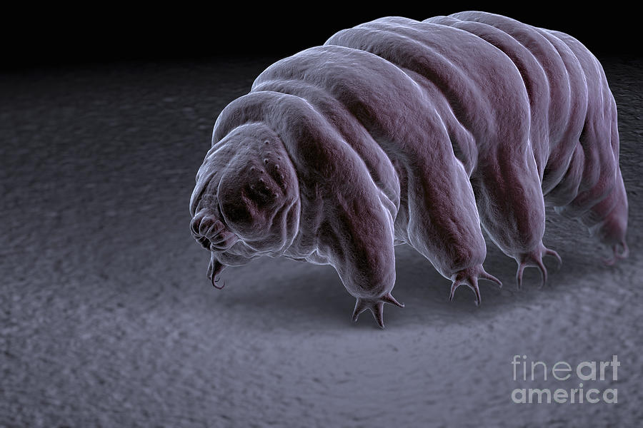 Animal Photograph - Water Bear Tardigrades #9 by Science Picture Co