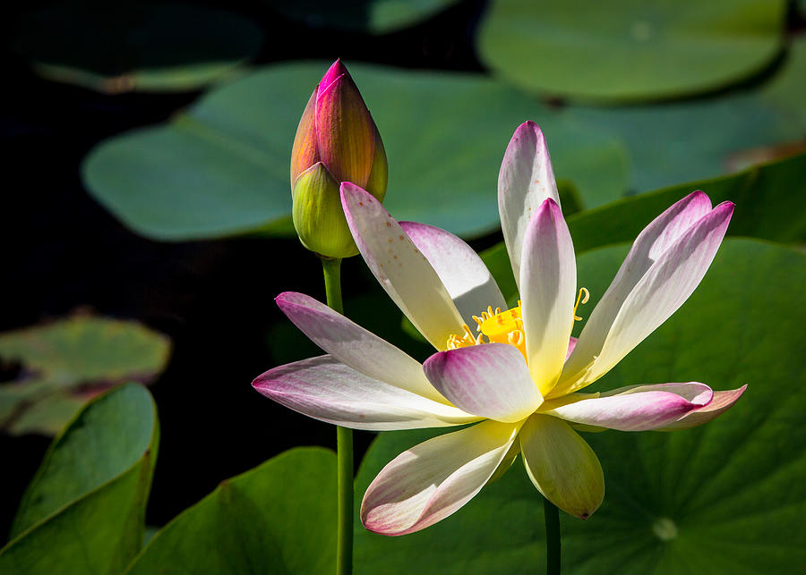 Flower Photograph - Water Lily #9 by Dennis Goodman Photography