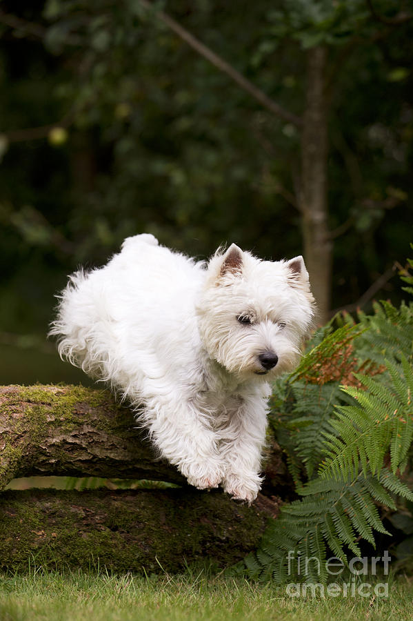 West Highland White Terrier #9 Photograph by John Daniels