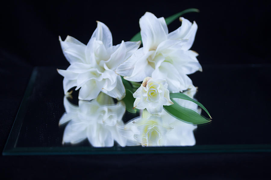 White Lilly #9 Photograph by Susan Jensen