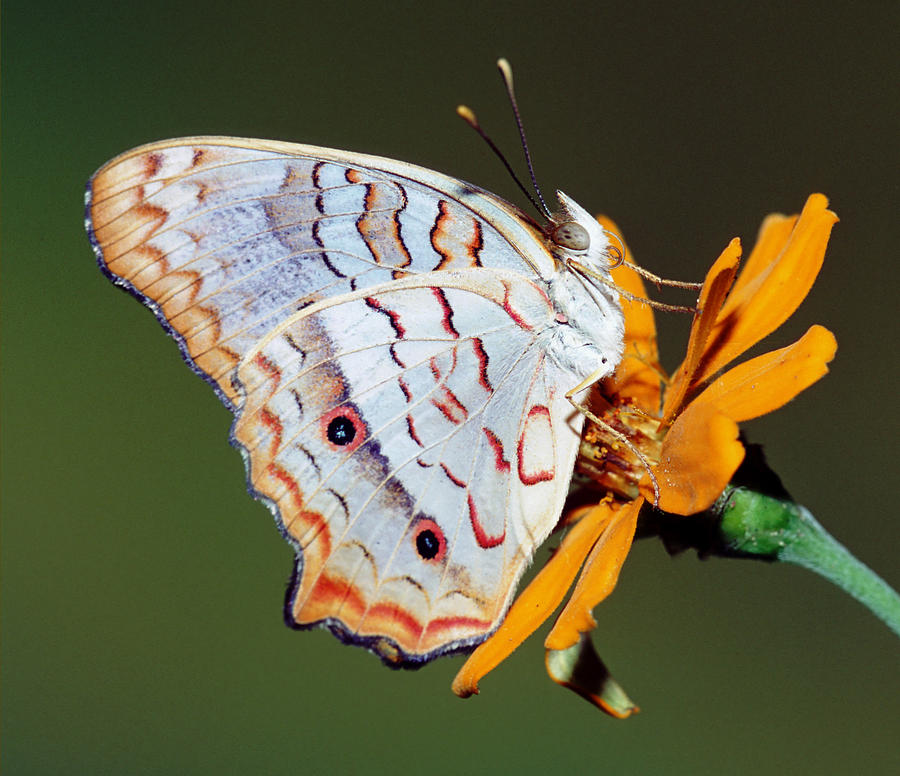 Wildlife Photograph - White Peacock Butterfly #11 by Millard H Sharp