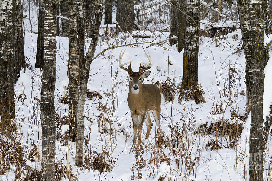 White-tailed Deer In Winter #9 Photograph by Linda Freshwaters Arndt